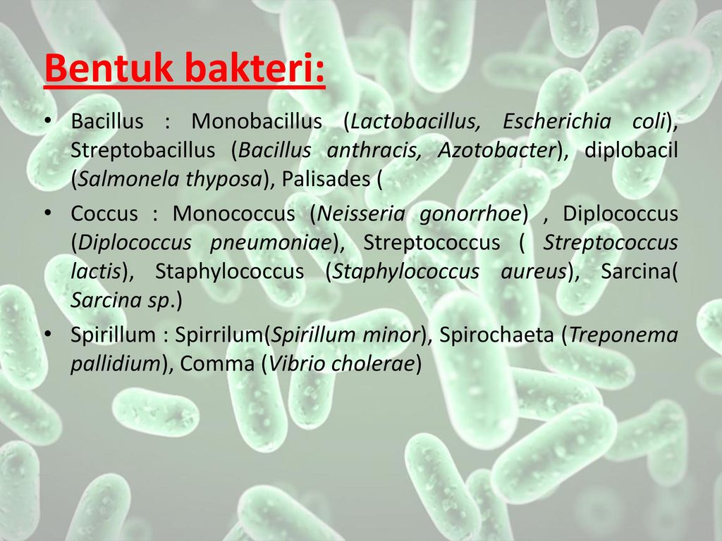 Lactobacillus para que sirve